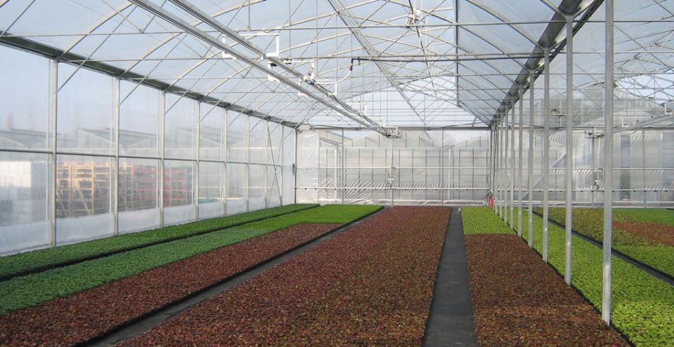 serre tunnel plastique professionnel