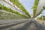 Serre culture de fraises