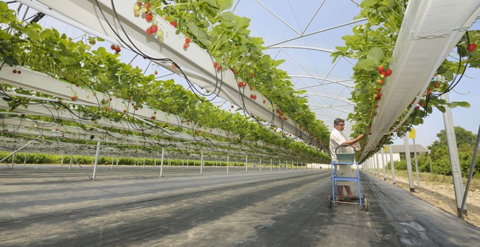 serre tunnel plastique pour la culture de fraises