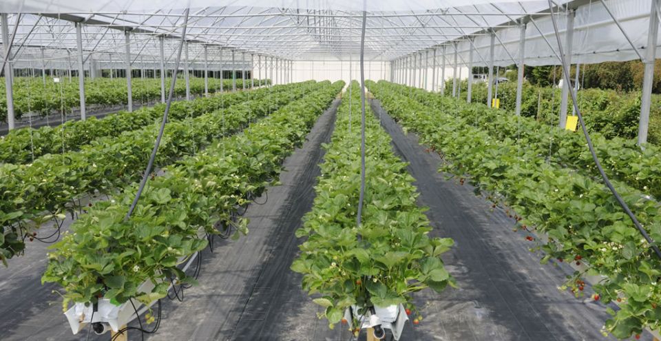 serre plastique professionnel avec culture de fraises