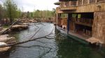 hippopotames (31)