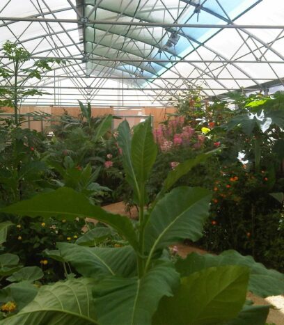 Serre d'élevage de papillons tropicaux et paléarticques