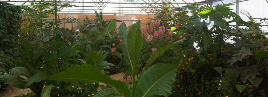 Serre d'élevage de papillons tropicaux et paléarticques