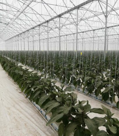 Serre multichapelle en plastique pour le maraîchage