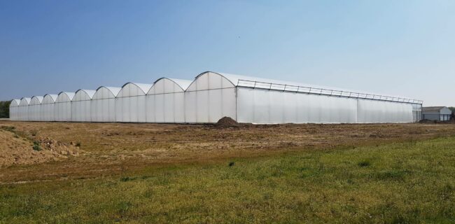 Serre en plastique pour le maraîchage