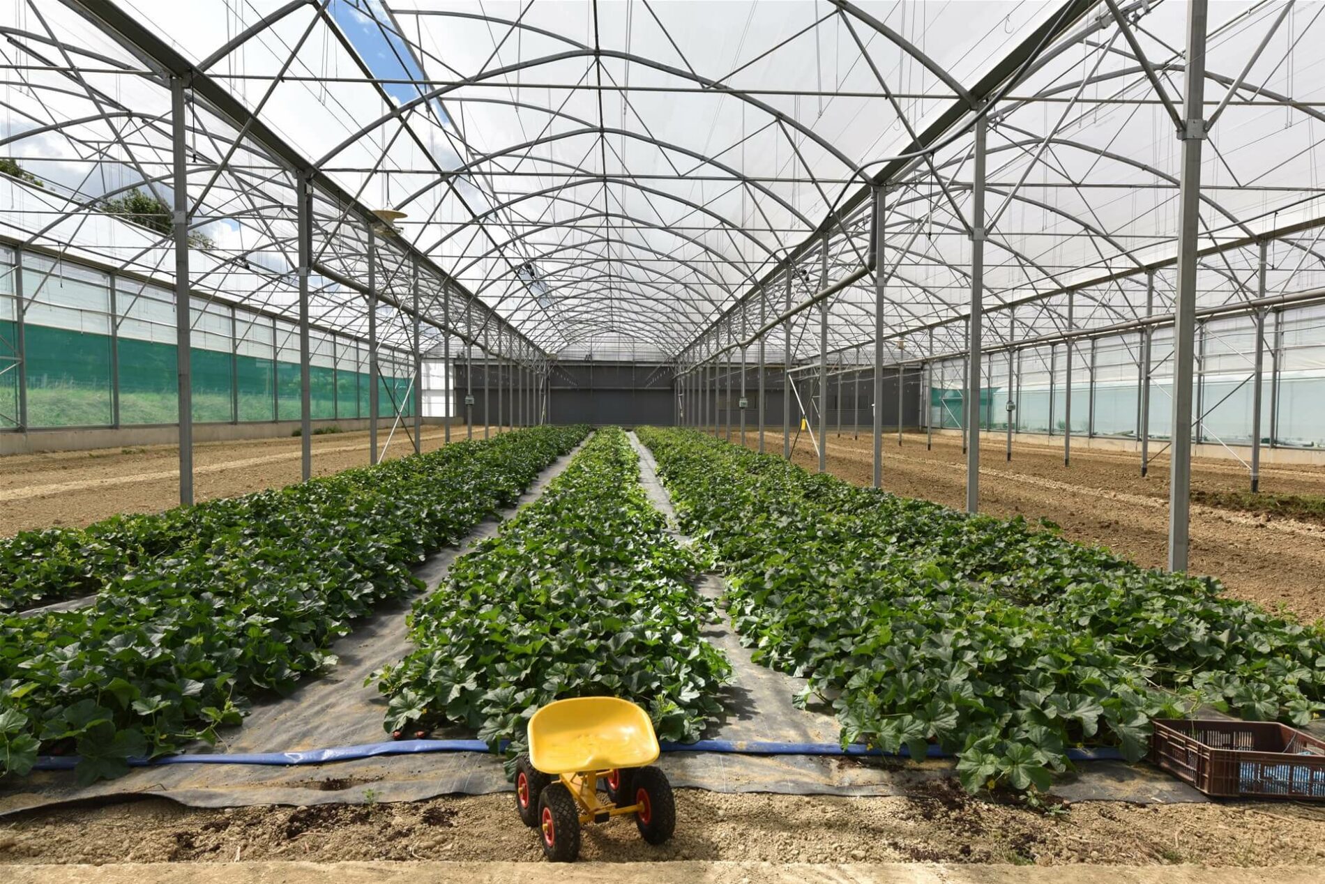 Réalisation de serres de production froide et d'une serre de stockage agricole