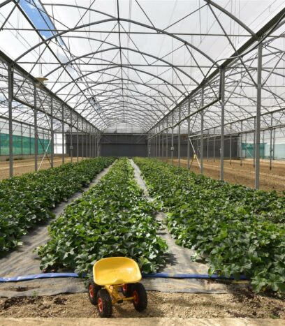 Réalisation de serres de production froide et d'une serre de stockage agricole