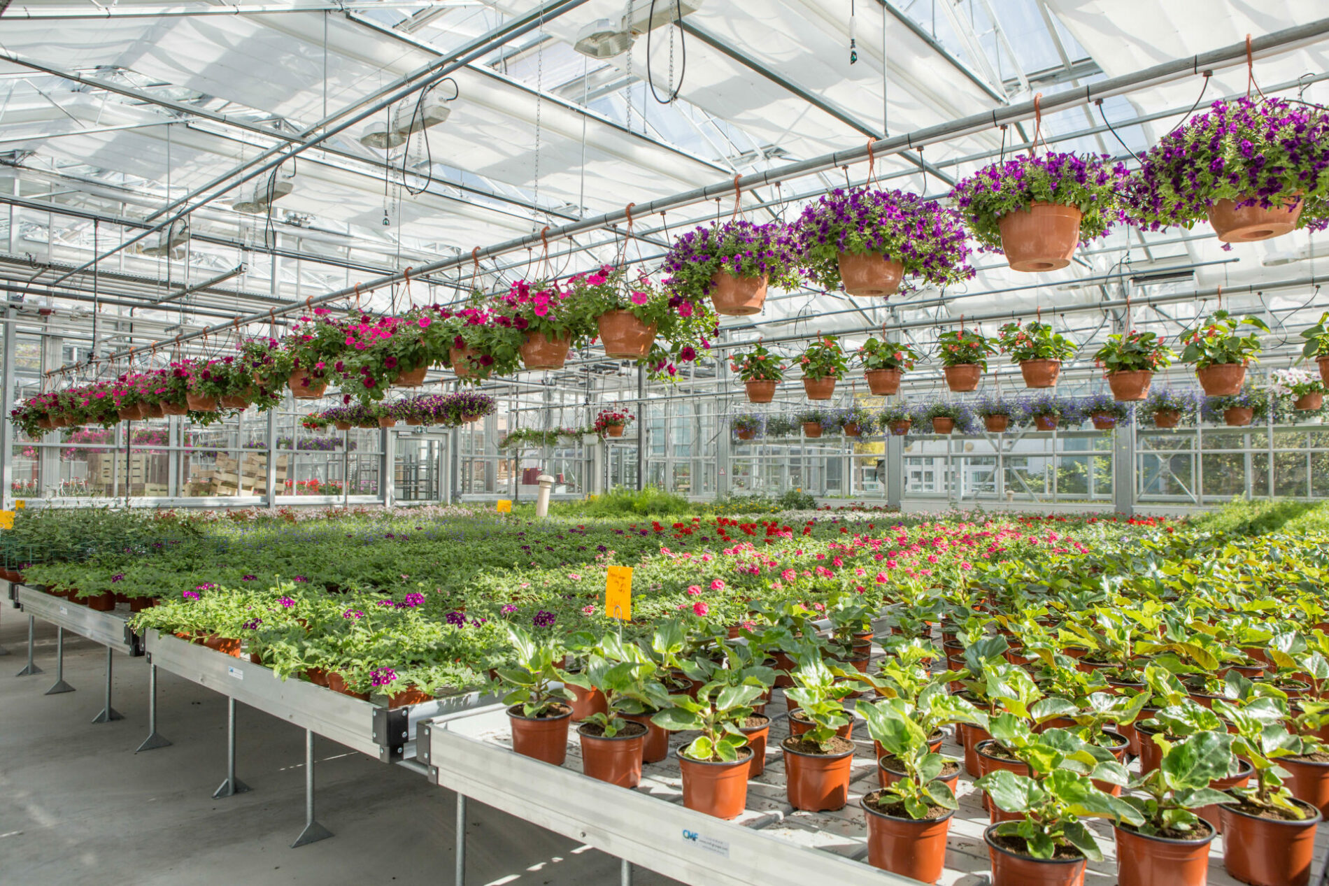 serre horticole 