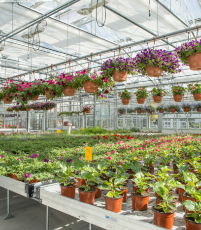 serre horticole