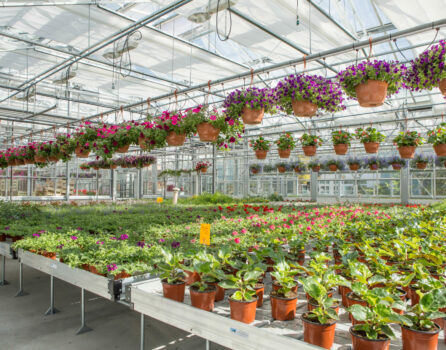 serre horticole 