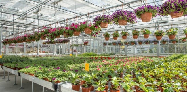 serre horticole