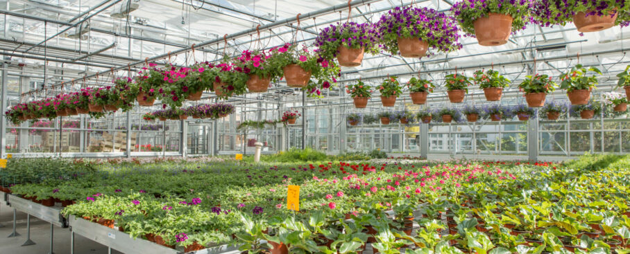 serre horticole 