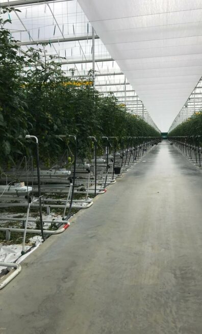 serre de production vitrée