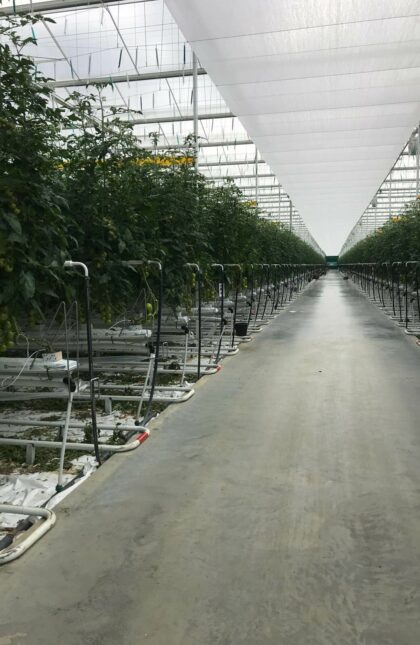 serre de production vitrée