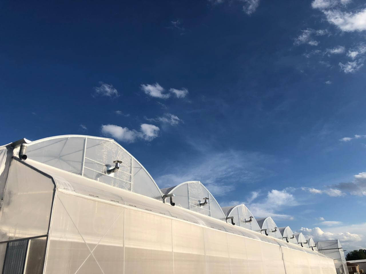 serre plastique de germination pour la production de plants de tomates