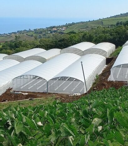 serre plastique pour plants de fruits de la passion