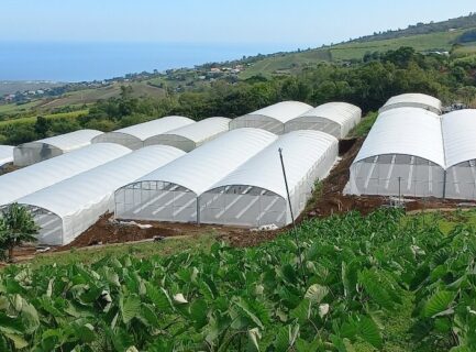 serre plastique pour plants de fruits de la passion