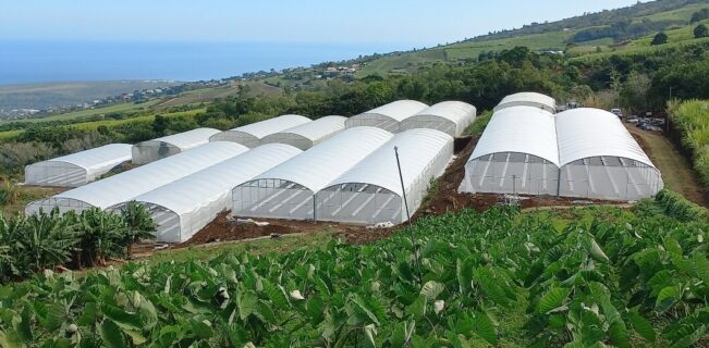 serre plastique pour plants de fruits de la passion
