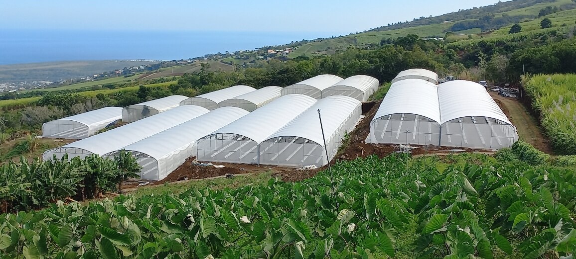 serre plastique pour plants de fruits de la passion