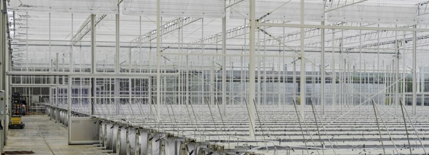 serre bioactiv pour sécuriser la protection de plants de vignes
