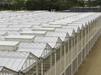 serre bioactiv en protection de plants de vignes