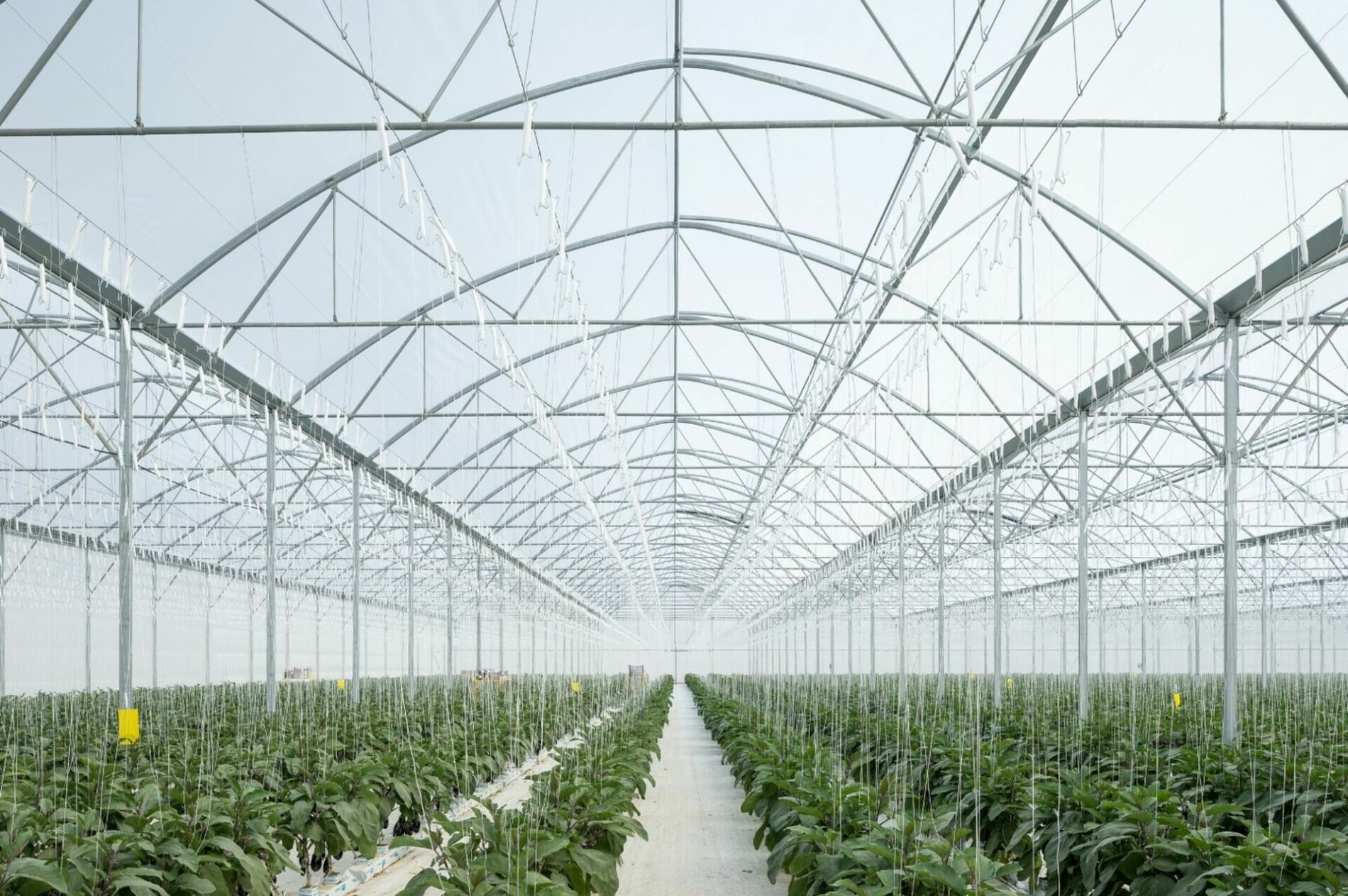 serre à couverture plastique